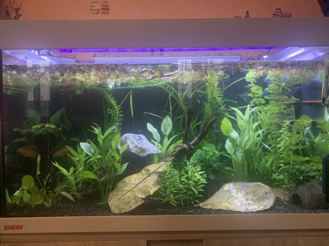 Aquarium 126 litres communautaire 