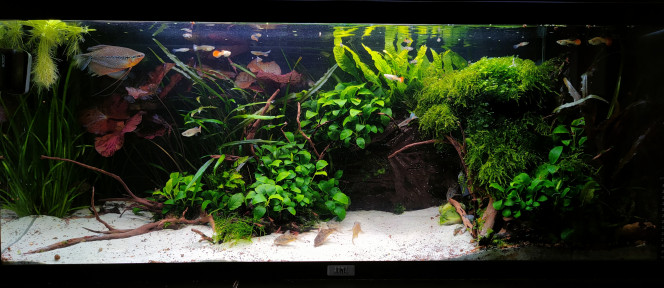 VUE D'ENSEMBLE Un peu de place. J'ai retiré une de mes grosses anubias (à la bourse ?) et quelques plantes à gauche pour redonner de l'espace de nage à tout le monde. Ma mousse de java n'a jamais été aussi belle depuis 1998, l'ajout du second néon en début d'année lui va très bien au teints. Le nymphea lotus continue de faire des petit donc je lui laisse la priorité sur la moitié gauche car il est moins dense que les anubias et les vallisneria/cryptocorynes donc contraint moins l'espace.
