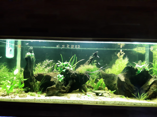 Nabuchodonosore : nouveaux arrivants En passant par l'animalerie, j'ai eu la chance de trouver des poissons hachette... je me suis fait plaisir, j'ai acheté tout leur stock !