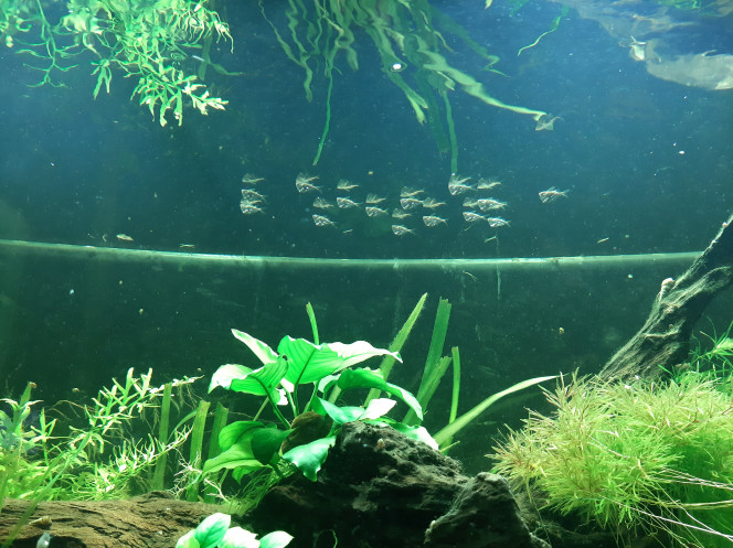 Nabuchodonosore : nouveaux arrivants En passant par l'animalerie, j'ai eu la chance de trouver des poissons hachette... je me suis fait plaisir, j'ai acheté tout leur stock !