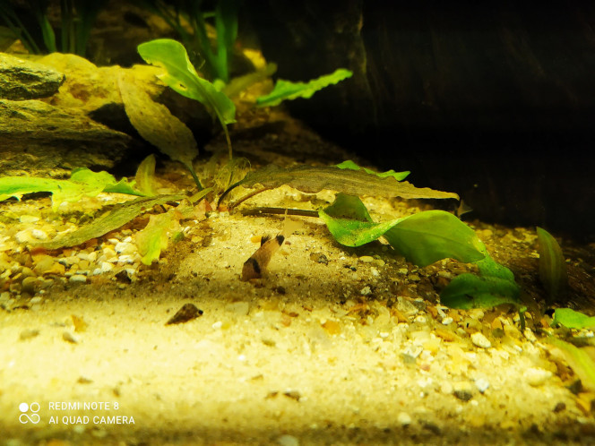 Nabuchodonosore : nouveaux arrivants 2 Et voici les petits derniers... 10 corydoras panda, ils sont hyperactifs, j'ai eu toutes les peines du monde à les prendre en photo... ça met de la vie !