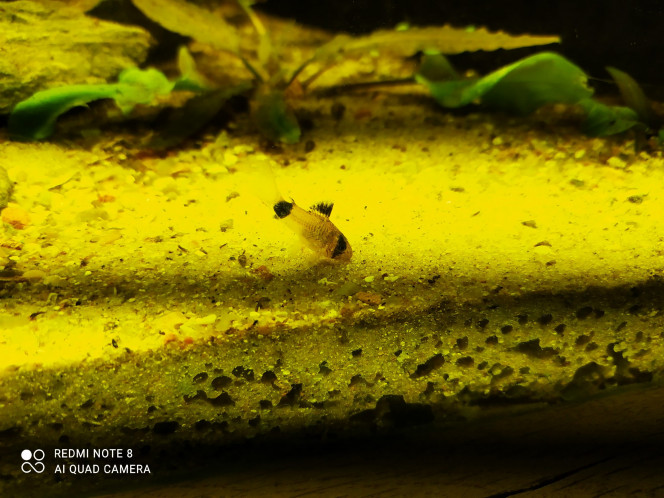 Nabuchodonosore : nouveaux arrivants 2 Et voici les petits derniers... 10 corydoras panda, ils sont hyperactifs, j'ai eu toutes les peines du monde à les prendre en photo... ça met de la vie !