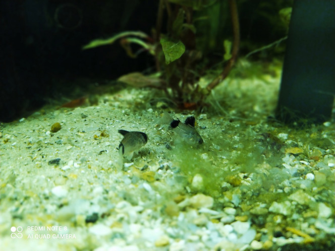 Nabuchodonosore : nouveaux arrivants 2 Et voici les petits derniers... 10 corydoras panda, ils sont hyperactifs, j'ai eu toutes les peines du monde à les prendre en photo... ça met de la vie !