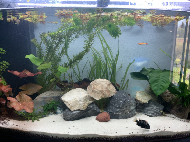 L’aquarium des nigros 