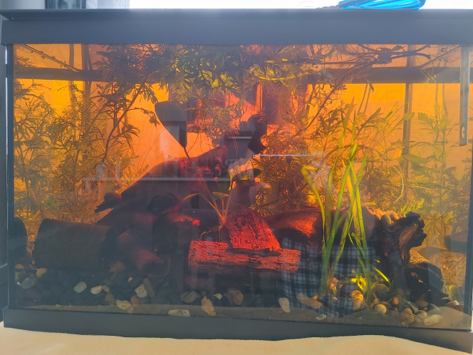 Teste Communautaire 60l.  Betta/ crevettes Amano(10-15) Encore un peu trop de tanin a cause de l'écorce d'amandiers pour ce cachée et espoir pour mes plantes.  Betta pas encore la mes crevettes font leur territoire avant.