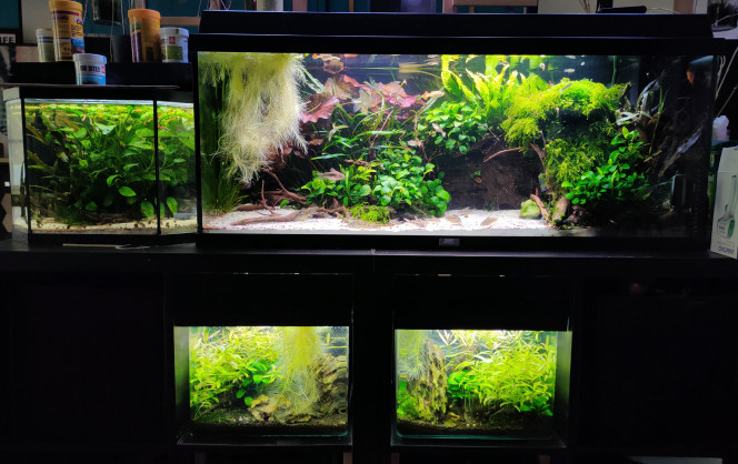 VUE D'ENSEMBLE Les 4 aquariums avec la touffe de pistia que j'ai sorti des nanos hier et mise temporairement dans le communautaire pour que la nano/micro faune qui pouvait rester dedans les racines (y'a beaucoup de vie dans les nanos) se aille faire quelques heureux dans le communautaire