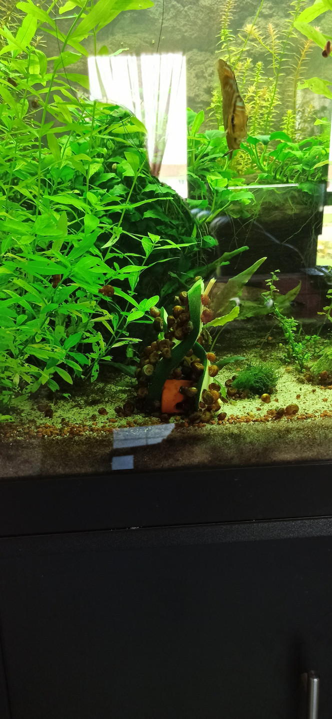 Piégeage ! Quand les escargots polluent plus que les poissons, il est temps de prendre des mesures conservatoires...