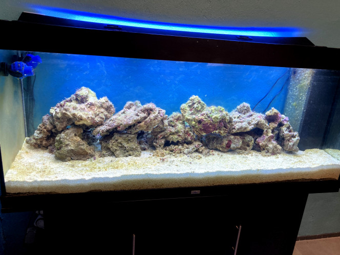 Aquarium 19 mai L'aquarium a maintenant plus de deux mois, les algues ont disparues, j'ai l'impression que les corallines se développent, encore trois semaines pour les premiers poissons et crevettes
