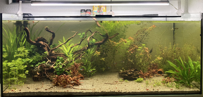 Évolution du 300L avant l’arrivé des corydoras Julii 