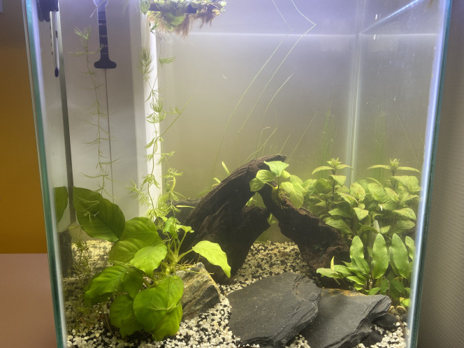 Cyclage J+ 14 Ajout de plantes rapides et nouvelle rampe.