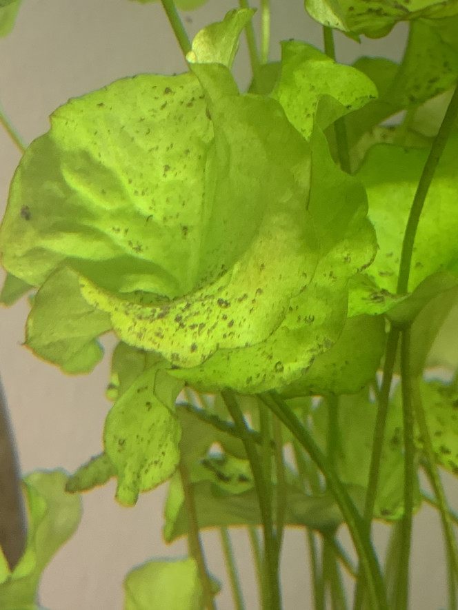 Arriver des algues Problème de dépose d’algue dans aquarium et tuyau  recherche pour les enlever