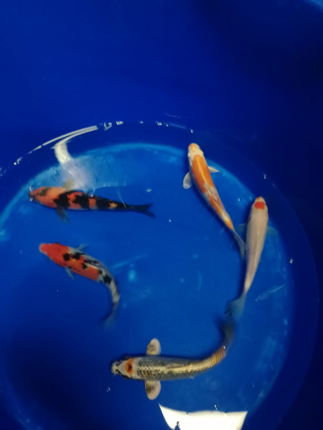 Photographie du post de FishFish 
