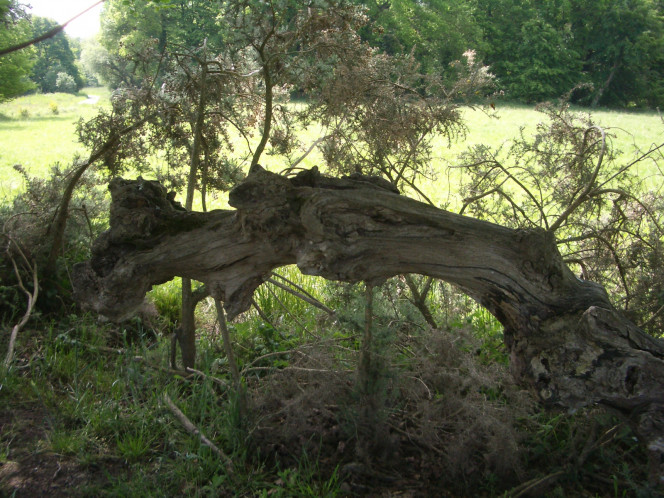 Photographie du post de Czhug 