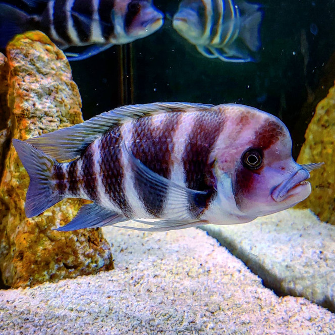 Cyphotilapia Frontosa "Bulu Point" C'est le plus gros de mes deux Frontosa, à la base c'est le dominant mais maintenant ça se vaut entre les deux. Il a une rayure imparfaite donc je l'ai appelé V.