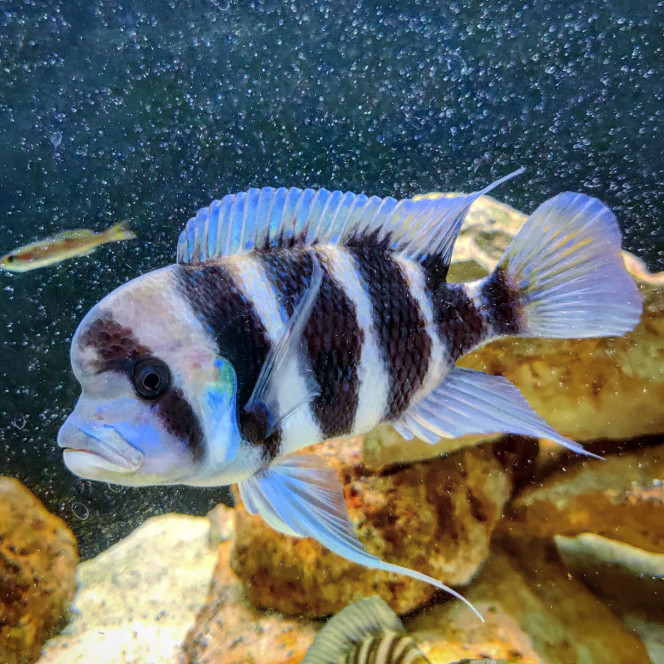 Cyphotilapia Frontosa "Bulu Point" C'est le plus petit de mes deux Frontosa, à la base il se faisait méchamment dominé et puis avec le temps il commença enfin à se défendre et maintenant ça se vaut entre les deux, il a également de plus belles couleurs malgré son statut de dominé.