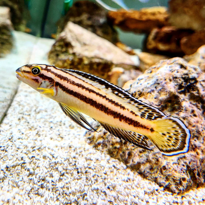 Julidochromis Marksmithi Voici le joli mâle Julidochromis Marksmithi de mon aquarium, il a eu des alevins avec sa femelle dans le 700L, et malgré les apparences se petit gaillard réussissait à terroriser mes Frontosa qui sont bien quatre fois plus gros que lui pour protéger ses petits.