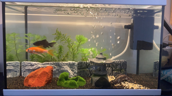 Aquarium 20L à la maison Sur cet aquascape (qui laisse bien plus d'espace de nage), j'ai utilisé des murets afin de retenir le substrat de mes élodées (que j'ai trié et taillé). De plus, cela permet de les mettre en hauteur par rapport au reste du sol de l'aquarium.
Le substrat que j'utilise est le JBL manado dark (rincé avant utilisation).
Le bulleur n'était pas vendu directement sous forme de petite maison japonaise: la maison est un accessoire de décor à part sous lequel j'ai glissé un petit bulleur tout bête et c'est ainsi que les bulles sont dispersées par le toit.
Le "cratère" en mousse est enfait un "ki-pousse", il devrait avoir poussé avec des petites feuilles dessus mais April (le sarasa rouge et blanc) a mangé toutes les pousses!