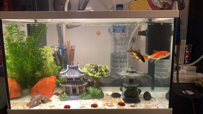 Bienvenue April et Fool Rencontrez April (sarasa rouge et blanc mâle) et Fool (comète noire femelle)!
Mes petits poissons que j'ai adopté le week-end de Pâques, 3 jours après le 1er avril, d'où les prénoms April et Fool (Arpil fool qui signifie poisson d'avril! en anglais) ;)
Le bac fait 20L, acheté à Leclerc avec un couvercle en verre, sans lumière (mais j'utilise une lampe de bureau Ikea qui convient très bien).