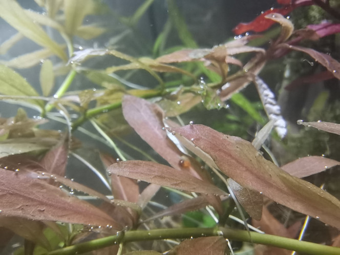 Mais elle va se calmer cette hygrophila oui Elle est en brin même pas planté en attente dans le 60 et elle kiff sa vie