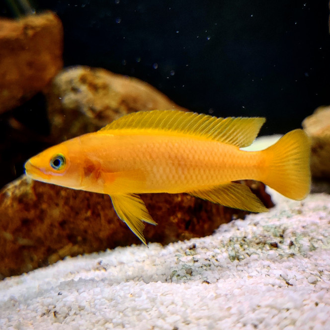 Neolamprologus Leleupi "Karilani" Voici le mâle Neolamprologus Leleupi de mon aquarium, il vient du magasin dans lequel je travaille, on avait reçu il y'a maintenant plus d'un an un groupe de 10 Leleupi, et puis avec les ventes il en resta plus que 2, ils sont restés dans leur cuve seul pendant plusieurs mois et ils ont fait une ponte ! Les petits n'ont malheureusement pas tenu, mais après ça j'ai décidé de prendre le couple pour mon aqua et ça fait maintenant 3 mois qu'ils y sont.