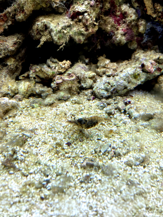 Detritivores Avant la phase poisson, il est important de passer par la phase crevettes, pour l'instant j'ai plus besoin de crevettes bosseuses que de crevettes exotiques, du coup ce week-end descente vers l'ocean, grande marée, et une bonne 15aine de crevettes bien de chez nous, et surtout bien gratuites !! elles font un travail de dingue !!