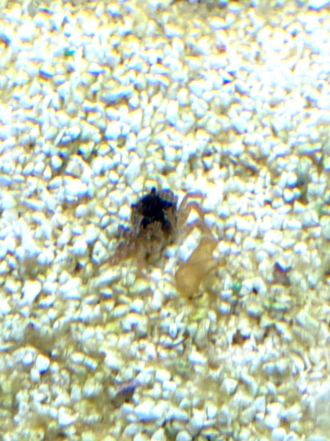 detritivores 2 un petit crabe s'est incrusté, pour l'instant pas de risque, taille 1cm de diamètre, il se cache dans le sable quand une crevette se ramène.