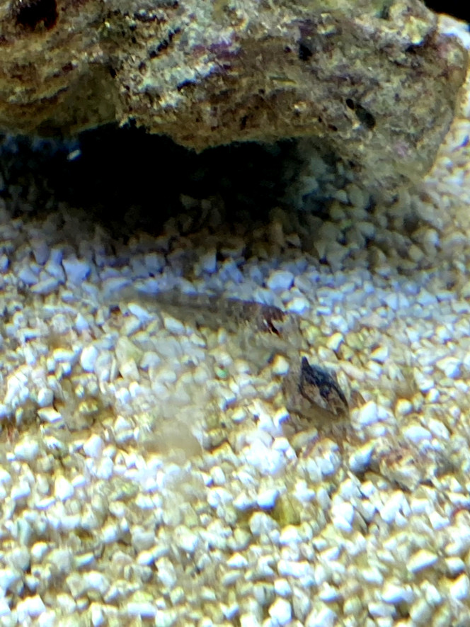 gobie un autre squatteur s'est ramené, je pense que c'est un gobie, on ne l'avait même pas vu, j'ai réussi à le prendre en photo avec un face à face avec le crabe, pour l'instant c'est tout petit, j’espère juste que ça va pas devenir trop gros !!