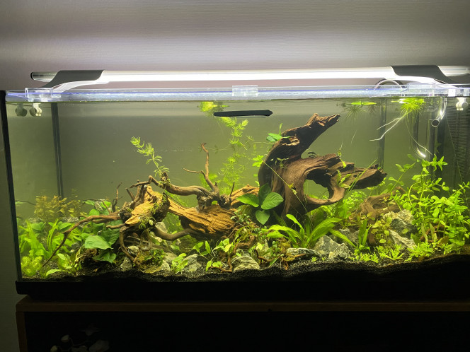 Encore plus de plantes Et encore plus de bordel!