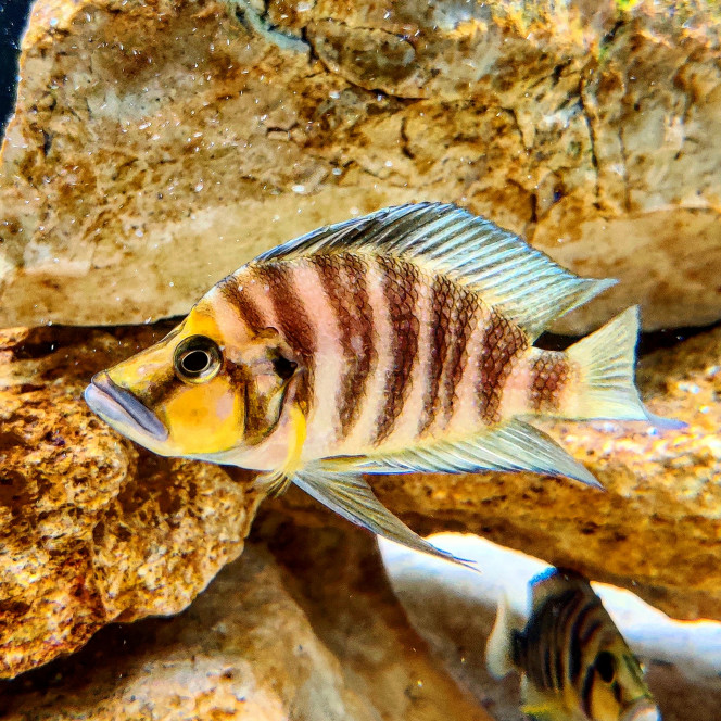 Altolamprologus Compressiceps "Gold Head" Voici le mâle Altolamprologus Compressiceps de mon aquarium, j'adore l'observer puisqu'il est constamment entrain de suivre de près le gros Frontosa pour essayer de choper des restes de nourritures, un vrai charognard !