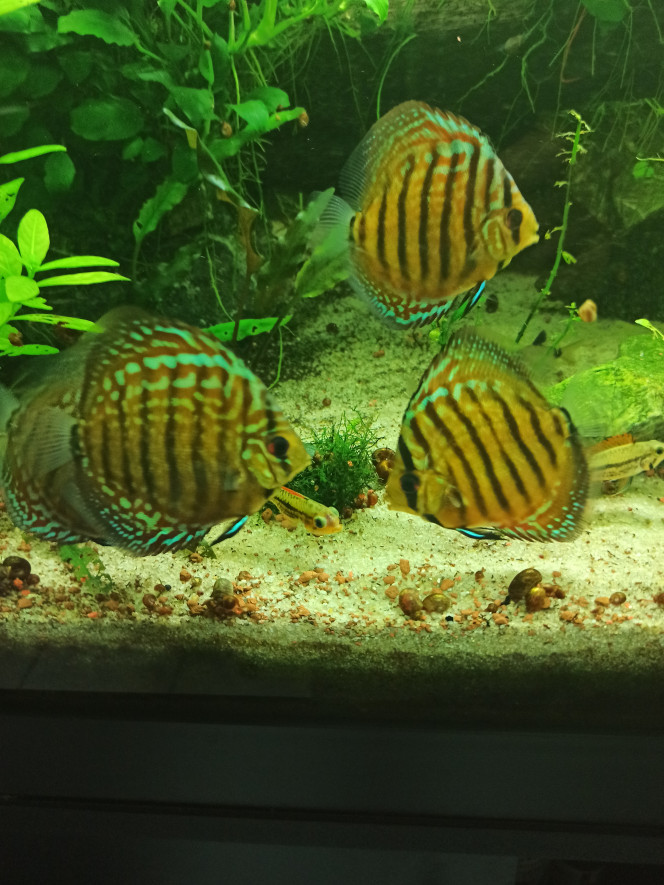 Discus Les discus ont bien grandi et commencent à afficher leur belle couleur bleue.