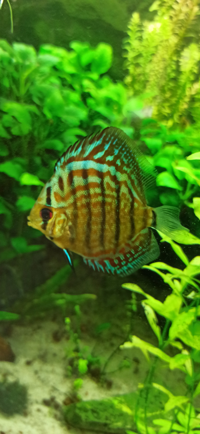 Discus Les discus ont bien grandi et commencent à afficher leur belle couleur bleue.