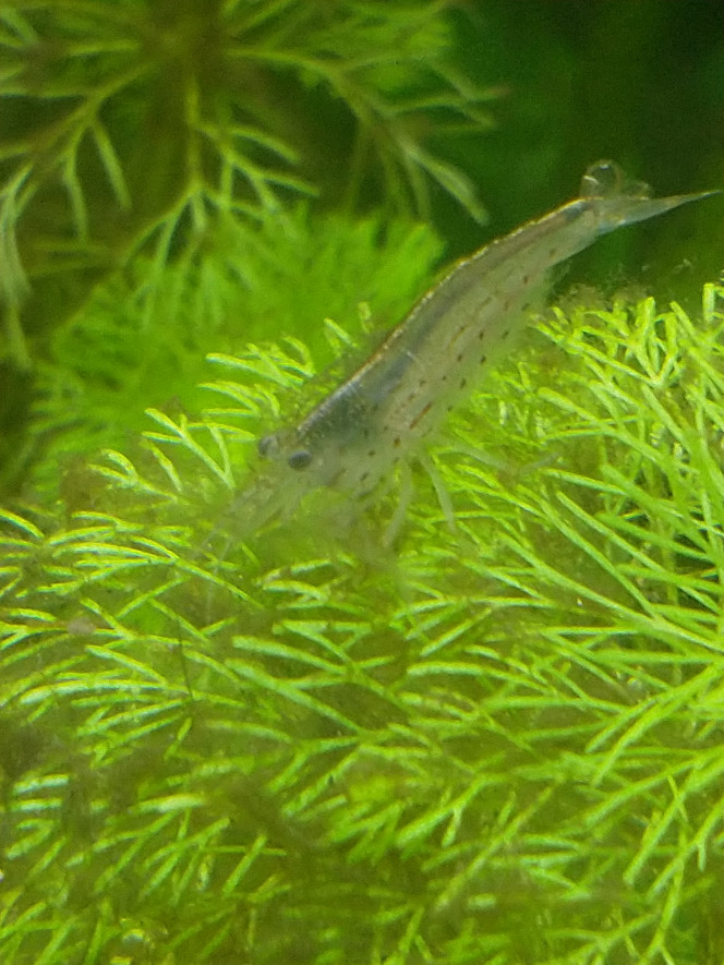 Arrivée des crevettes Arrivée des crevettes. J'en ai eu même plus que prévu. Merci au fournisseur! Certaines s'amusent à nager a contre courant, d'autres  se baladent. Aucun poisson pour le moment donc pas de timidité. Le banc de poissons est prévu fin juillet. Ps encore choisi lesquels. Des microrasboras Galaxy?