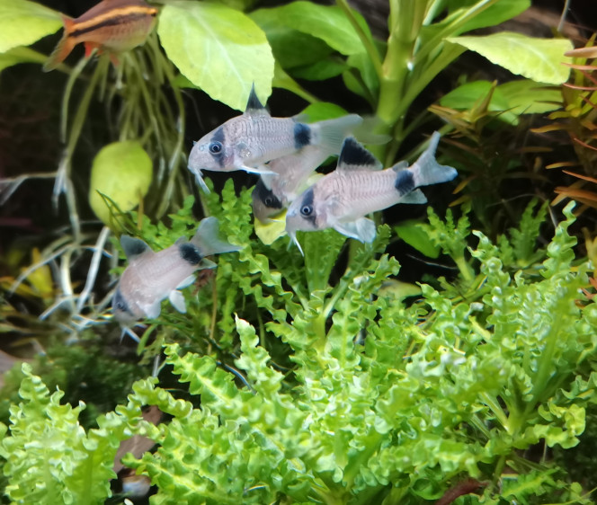 Les poti cory Il s'acclimate tranquillement à 200, ça explore la jungles, par contre va falloir urgament que je leur libére de l'espace au sol (trop de plante ya plus 3cm2 vide) et surtout que je recup du sable à fine granulométrie leur faire une plage dans un coin, la granulométrie du bac est bien trop large pour eux, fin ça risque rien niveau barbillons c'est surtout comportemental qu'il puisse jouer dedans