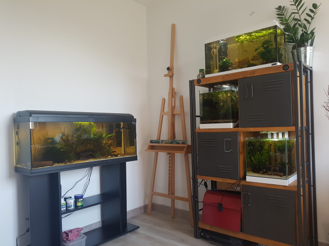 Level up ! Transfert du 60L Ramirezis dans un 125L :)