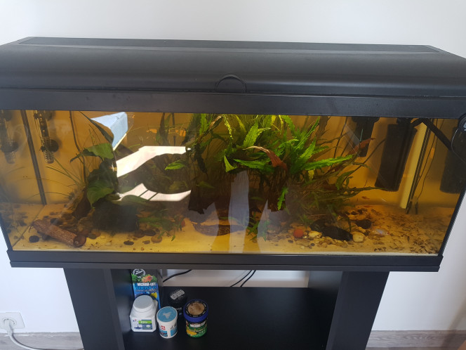 Level up ! Transfert du 60L Ramirezis dans un 125L :)