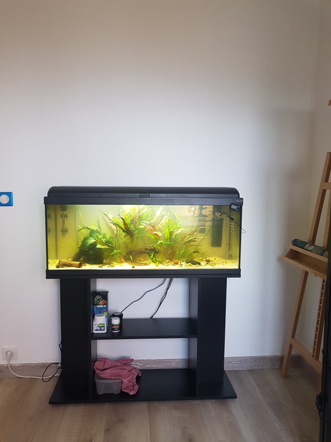 Level up ! Transfert du 60L Ramirezis dans un 125L :)
