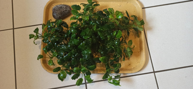 Anubias mère Le pied-mère d'Anubias Barteri s'est encore étendu au point que j'ai été obligée de le sortir pour aspirer le sol dessous, J'ai décidé de pas le tailler pour voir jusqu'où il va aller en matière de croissance. Il mesure pour l'instant 50  x 40 cm. A l'origine, il faisait la taille de la pierre...