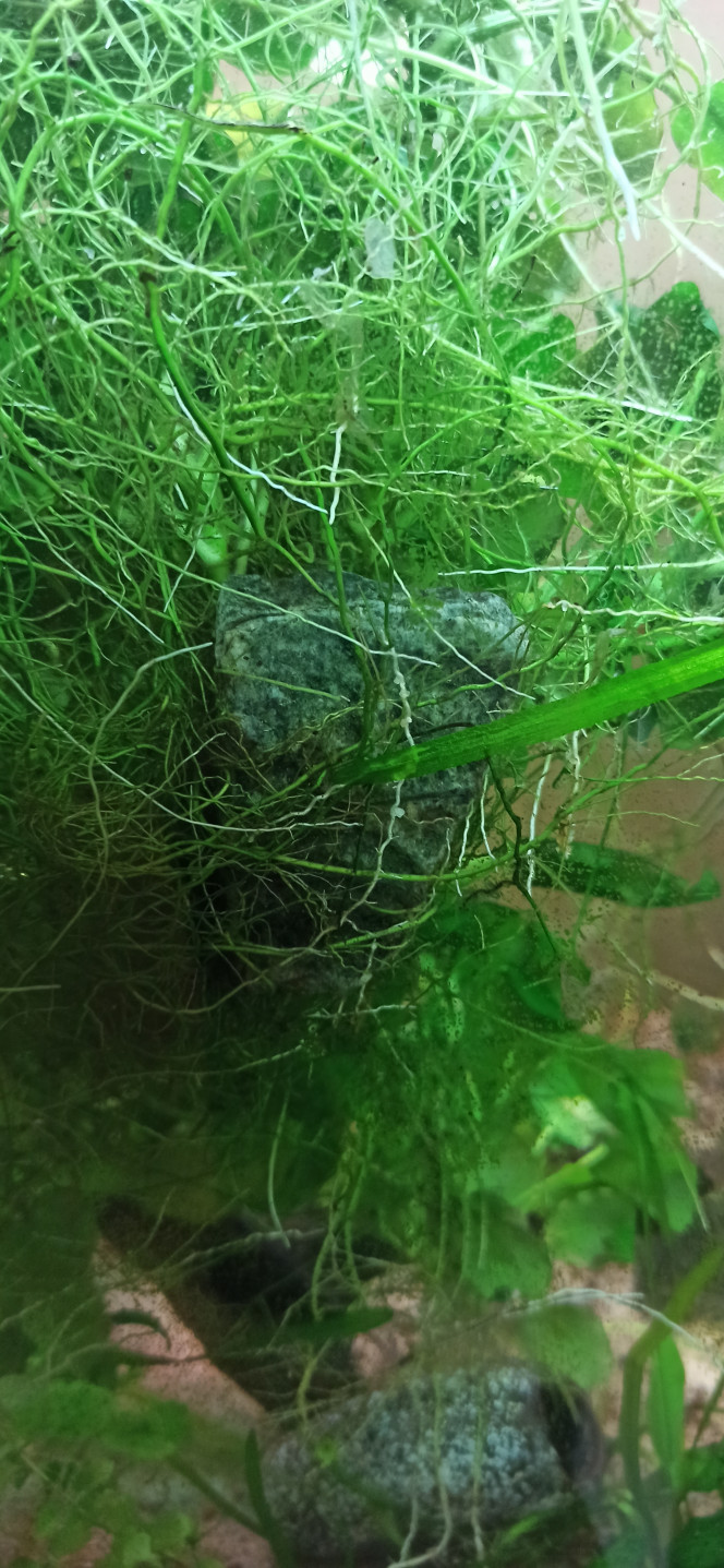 Anubias mère Le pied-mère d'Anubias Barteri s'est encore étendu au point que j'ai été obligée de le sortir pour aspirer le sol dessous, J'ai décidé de pas le tailler pour voir jusqu'où il va aller en matière de croissance. Il mesure pour l'instant 50  x 40 cm. A l'origine, il faisait la taille de la pierre...