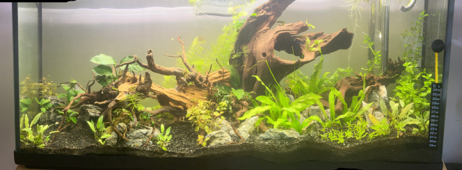 Opération jardinage J’ai rangé les plantes après une plantation anarchique. Je ne devrais plus tarder à accueillir les poissons!