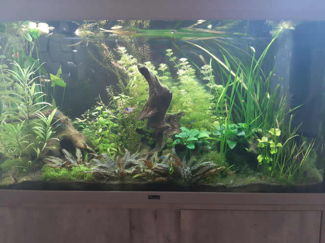 Aquarium de salon : surprise ! Hier en contemplant ce petit monde, dans lequel je m'imagine nager (en rétrécissant) avec toutes ces petites bêtes... quelle ne fut pas ma joie de me rendre compte qu'un petit nouveau était présent, il sortait des touffes de plantes les plus garnies... au moment où je donnais des artemias. Comme s'il voulait se présenter à nous...
Et comme si ça ne suffisait pas, un deuxième apparaît par magie...
Je pense que ce sont des guppys... mais j'ai du mal à me l'expliquer car les 3 femelles ont toujours leur ventre ÉNORME (de vrais tonneaux ?) et les 2 petits sont déjà grands, je peux comparer avec les alevins ramirezi ou je prends la loupé...
Donc 2 questions : 
- c'est un alevins de quelle espèce ? 
- si ce sont de guppys,  ils naissent déjà aussi gros que ça ?