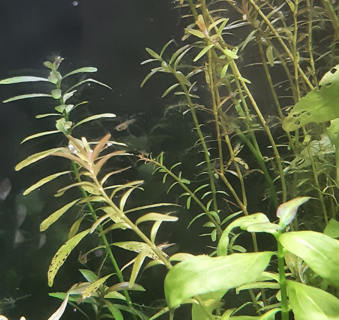 Aquarium de salon : surprise ! Hier en contemplant ce petit monde, dans lequel je m'imagine nager (en rétrécissant) avec toutes ces petites bêtes... quelle ne fut pas ma joie de me rendre compte qu'un petit nouveau était présent, il sortait des touffes de plantes les plus garnies... au moment où je donnais des artemias. Comme s'il voulait se présenter à nous...
Et comme si ça ne suffisait pas, un deuxième apparaît par magie...
Je pense que ce sont des guppys... mais j'ai du mal à me l'expliquer car les 3 femelles ont toujours leur ventre ÉNORME (de vrais tonneaux ?) et les 2 petits sont déjà grands, je peux comparer avec les alevins ramirezi ou je prends la loupé...
Donc 2 questions : 
- c'est un alevins de quelle espèce ? 
- si ce sont de guppys,  ils naissent déjà aussi gros que ça ?