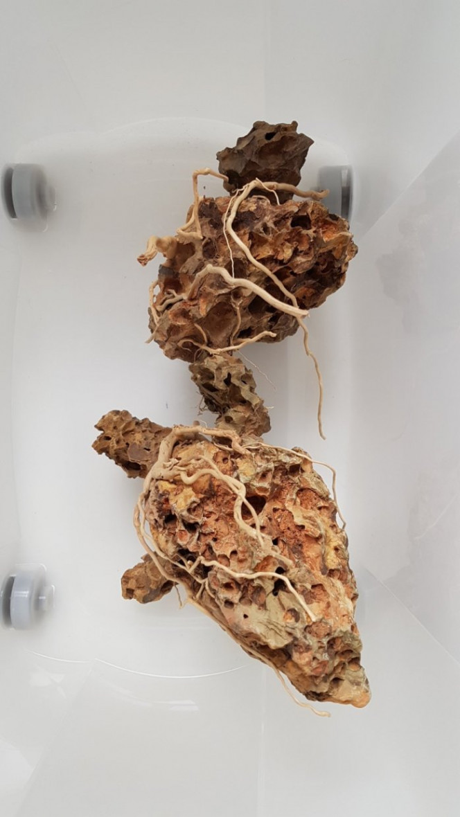 Senggani roots Ajout de senggani roots collées à l'aide de super glue liquide, puis séchage 24h. Les plus grosses racines montent le long des pierres, les plus petites descendent pour donner une impression de lianes.