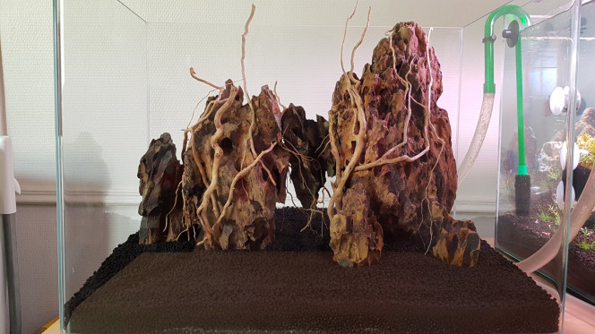  Mise en place de la composition Ohko stones/Senggani roots dans le bac.