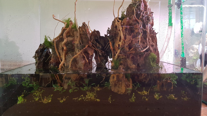  Mise en place des plantes. La Taxiphyllum barbieri, la Taxiphyllum 'Flame' et les Bucephalandra kedagang ont été fixées avec de la super glue en gel.