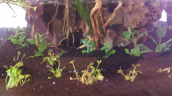 La Marsilea crenata qui n'est pas arrivée en bon état, j'espère qu'elle va reprendre, et la Staurogyne repens.