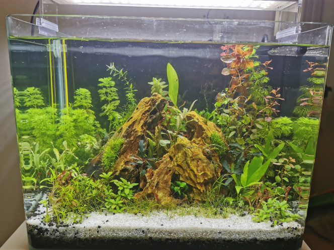 20l après la coupe + bucephalandres en place !) 