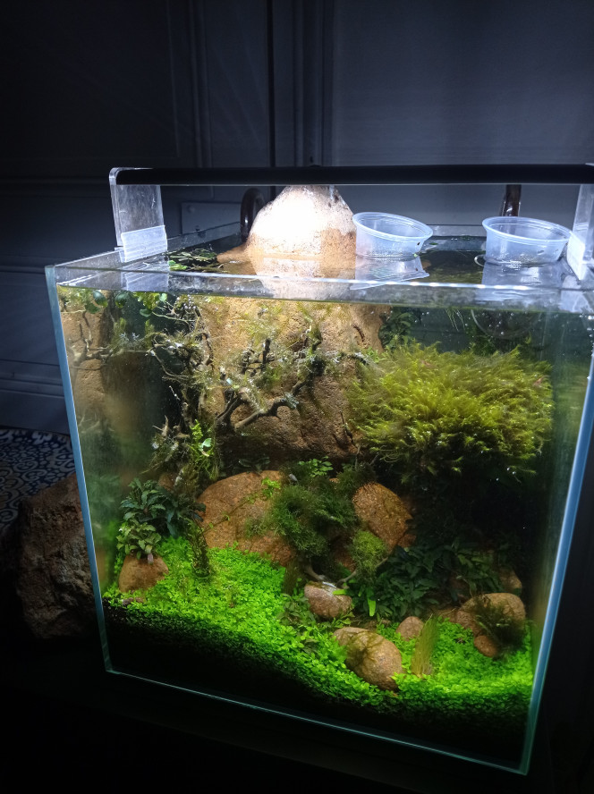 C est parti pour 2eme pin fissidens Riccardia recyclée en petit chêne liège.
Fissidens implantée sur arbre de gauche.
Fin expérience du buisson plagiomnium. Feuillage sympa mais pousse trop haut et se taille mal.

Après algues filamenteuses (asséchées), cornes de cerf dans les mousses en plein dans le courant.

Si c était simple ça serait pas drôle ;)