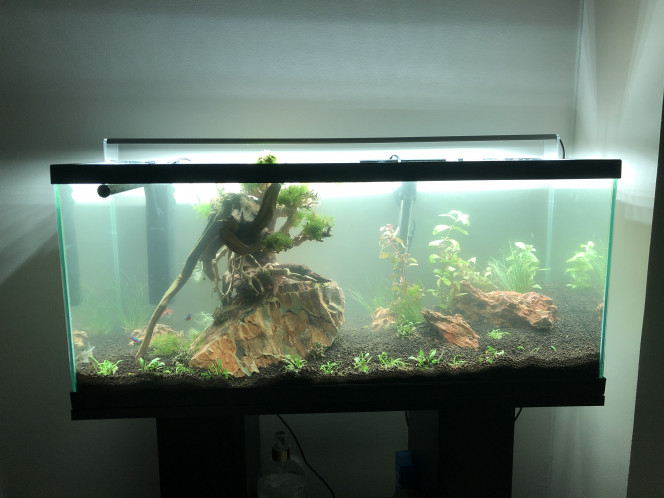 Aquascaping Changement de style