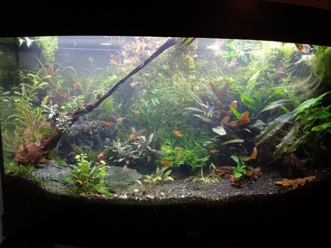 Dans la jungle, terrible jungle Réaménagé les racines à gauche pour accueillir 5 plantes de plus.