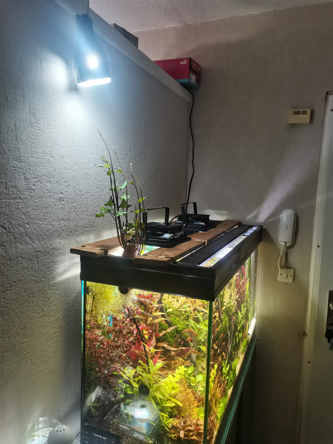 Patate douce jour 10 Elle pousse tellement ouf que jlui ai bricoler son propre éclairage... ''